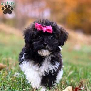 Gracie, Toy Poodle Puppy